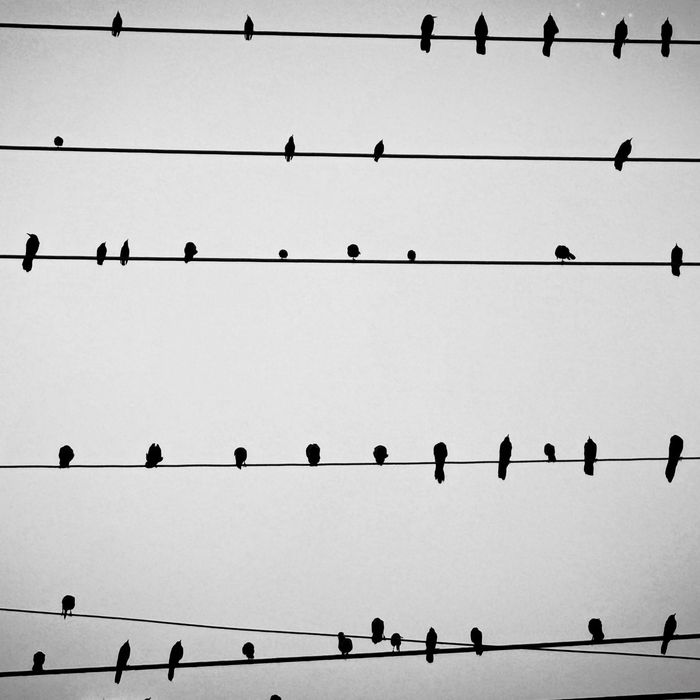 Rows of small birds sitting on power lines against a pale sky